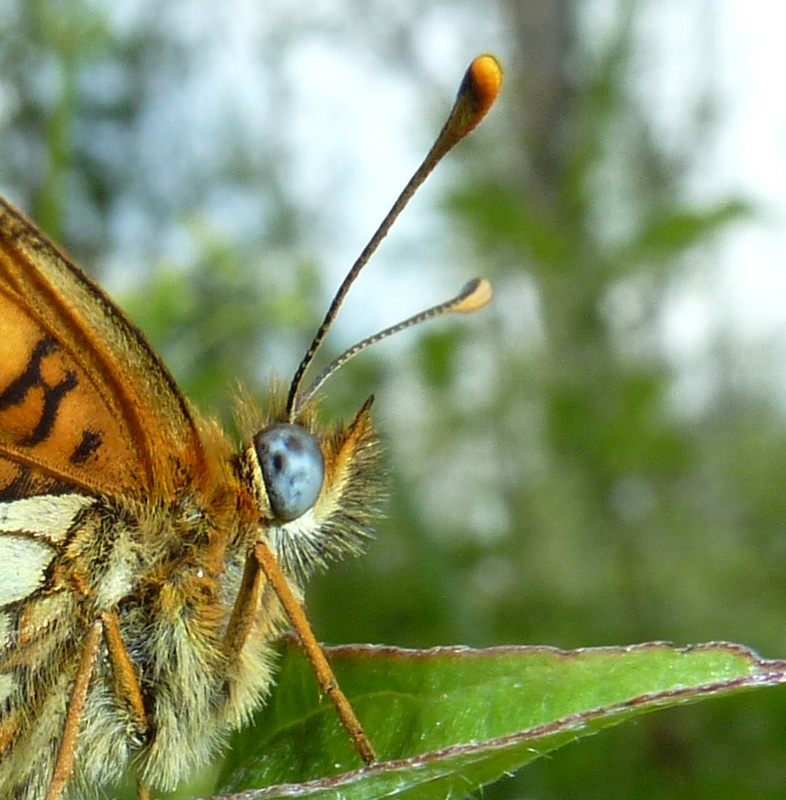 Melitaea aurelia